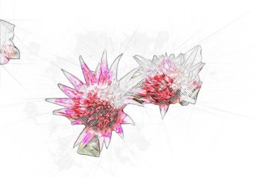 Aechmea fasciata çiçek, yeşil yapraklar, illüstrasyon, çizim, çizim, antika, retro, vintage