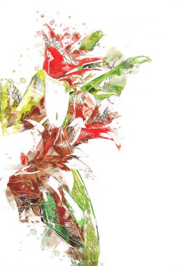 Guzman monostachia, guzmania lingulata, specie Güney Amerika 'ya özgüdür, illüstrasyon, çizim, çizim, antika, retro, vintage.