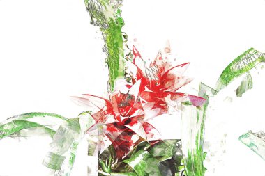 Guzman monostachia, guzmania lingulata, specie Güney Amerika 'ya özgüdür, illüstrasyon, çizim, çizim, antika, retro, vintage.