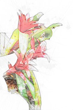 Guzman monostachia, guzmania lingulata, specie Güney Amerika 'ya özgüdür, illüstrasyon, çizim, çizim, antika, retro, vintage.