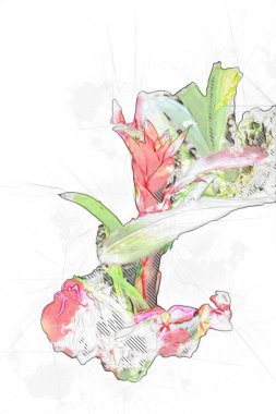 Guzman monostachia, guzmania lingulata, specie Güney Amerika 'ya özgüdür, illüstrasyon, çizim, çizim, antika, retro, vintage.