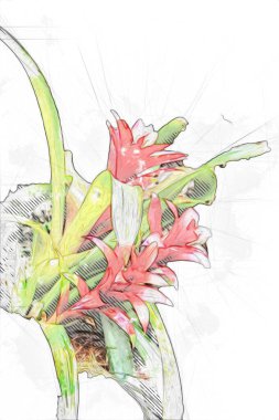 Guzman monostachia, guzmania lingulata, specie Güney Amerika 'ya özgüdür, illüstrasyon, çizim, çizim, antika, retro, vintage.