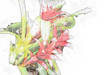 Guzman monostachia, guzmania lingulata, specie Güney Amerika 'ya özgüdür, illüstrasyon, çizim, çizim, antika, retro, vintage.