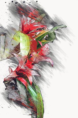 Guzman monostachia, guzmania lingulata, specie Güney Amerika 'ya özgüdür, illüstrasyon, çizim, çizim, antika, retro, vintage.