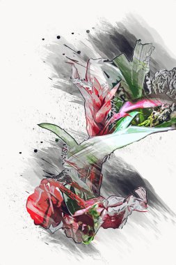 Guzman monostachia, guzmania lingulata, specie Güney Amerika 'ya özgüdür, illüstrasyon, çizim, çizim, antika, retro, vintage.