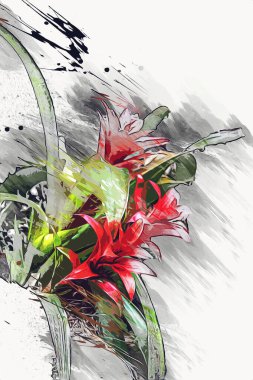 Guzman monostachia, guzmania lingulata, specie Güney Amerika 'ya özgüdür, illüstrasyon, çizim, çizim, antika, retro, vintage.