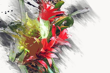 Guzman monostachia, guzmania lingulata, specie Güney Amerika 'ya özgüdür, illüstrasyon, çizim, çizim, antika, retro, vintage.