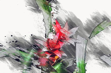 Guzman monostachia, guzmania lingulata, specie Güney Amerika 'ya özgüdür, illüstrasyon, çizim, çizim, antika, retro, vintage.