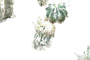 Bahar zamanı kaktüs bahçesi çölü, illüstrasyon, çizim, eskiz, antika, antika, antika, antika