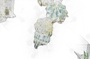 Bahar zamanı kaktüs bahçesi çölü, illüstrasyon, çizim, eskiz, antika, antika, antika, antika