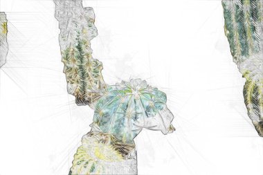 Bahar zamanı kaktüs bahçesi çölü, illüstrasyon, çizim, eskiz, antika, antika, antika, antika