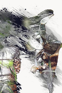 Hint ormanındaki kaktüs bitkisi, yabani kaktüs bitkisi Opuntia monacantha bitkisi, illüstrasyon, çizim, eskiz, antika, antika, antika