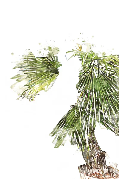 Kinesisk Fläkt Palm Blad Konst Illustration Retro Teckning Skiss Vintage — Stockfoto