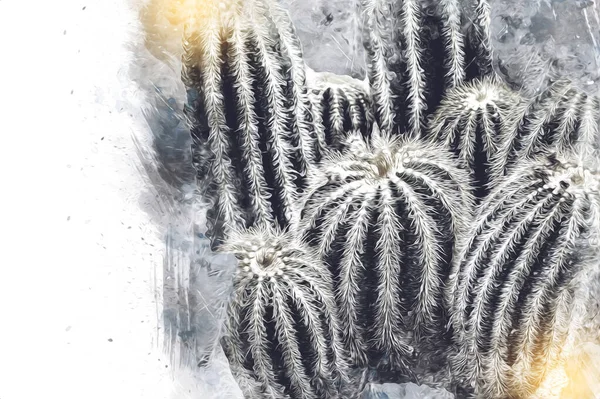 Cactus Jardín Desierto Primavera Ilustración Dibujo Boceto Antiguo Retro Vendimia — Foto de Stock