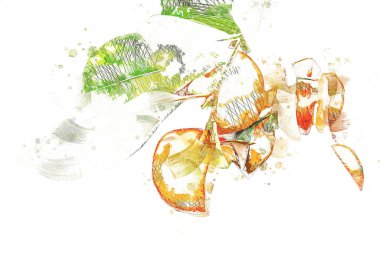 Bahar Festivali 'nde süs bitkisi olarak kullanılan verimli saksı portakalları, illüstrasyon, çizim, eskiz, antika, antika, antika