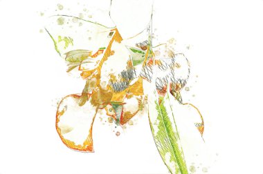 Bahar Festivali 'nde süs bitkisi olarak kullanılan verimli saksı portakalları, illüstrasyon, çizim, eskiz, antika, antika, antika