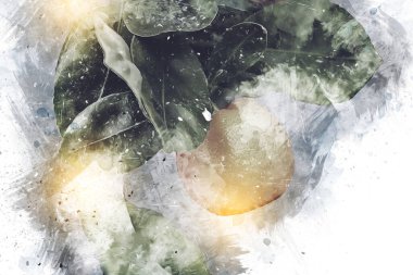 Bahar Festivali 'nde süs bitkisi olarak kullanılan verimli saksı portakalları, illüstrasyon, çizim, eskiz, antika, antika, antika