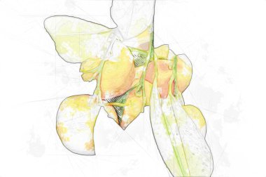 Bahar Festivali 'nde süs bitkisi olarak kullanılan verimli saksı portakalları, illüstrasyon, çizim, eskiz, antika, antika, antika