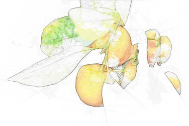 Bahar Festivali 'nde süs bitkisi olarak kullanılan verimli saksı portakalları, illüstrasyon, çizim, eskiz, antika, antika, antika