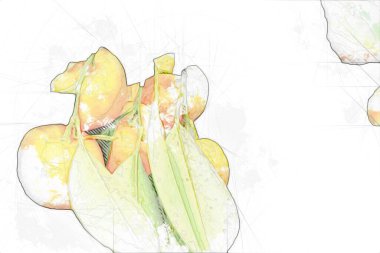 Bahar Festivali 'nde süs bitkisi olarak kullanılan verimli saksı portakalları, illüstrasyon, çizim, eskiz, antika, antika, antika