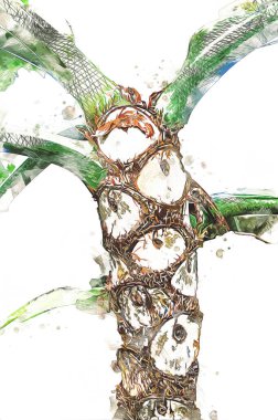 Kalp şeklinde iki renkli Philodendron sabanı nadir bulunan egzotik yağmur ormanları bitkisi eğreltiotu ve tropikal yaprak çeşitleri ile süs bahçesinde, illüstrasyon, çizim, çizim, antika, retro, vintage.