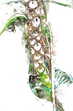 Kalp şeklinde iki renkli Philodendron sabanı nadir bulunan egzotik yağmur ormanları bitkisi eğreltiotu ve tropikal yaprak çeşitleri ile süs bahçesinde, illüstrasyon, çizim, çizim, antika, retro, vintage.