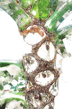 Kalp şeklinde iki renkli Philodendron sabanı nadir bulunan egzotik yağmur ormanları bitkisi eğreltiotu ve tropikal yaprak çeşitleri ile süs bahçesinde, illüstrasyon, çizim, çizim, antika, retro, vintage.