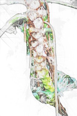 Kalp şeklinde iki renkli Philodendron sabanı nadir bulunan egzotik yağmur ormanları bitkisi eğreltiotu ve tropikal yaprak çeşitleri ile süs bahçesinde, illüstrasyon, çizim, çizim, antika, retro, vintage.