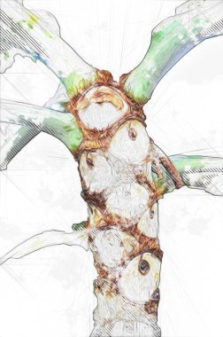 Kalp şeklinde iki renkli Philodendron sabanı nadir bulunan egzotik yağmur ormanları bitkisi eğreltiotu ve tropikal yaprak çeşitleri ile süs bahçesinde, illüstrasyon, çizim, çizim, antika, retro, vintage.