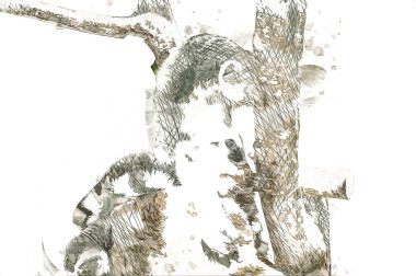 Bir grup dinlenen lemurlar katta, illüstrasyon, çizim, eskiz, antika, antika, antika.