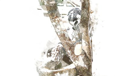 Bir grup dinlenen lemurlar katta, illüstrasyon, çizim, eskiz, antika, antika, antika.