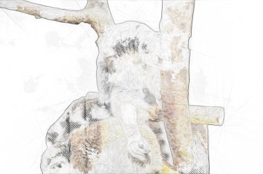 Bir grup dinlenen lemurlar katta, illüstrasyon, çizim, eskiz, antika, antika, antika.