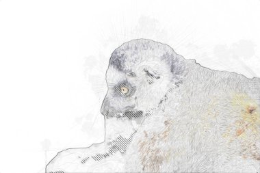 Bir grup dinlenen lemurlar katta, illüstrasyon, çizim, eskiz, antika, antika, antika.