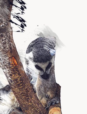 Bir grup dinlenen lemurlar katta, illüstrasyon, çizim, eskiz, antika, antika, antika.