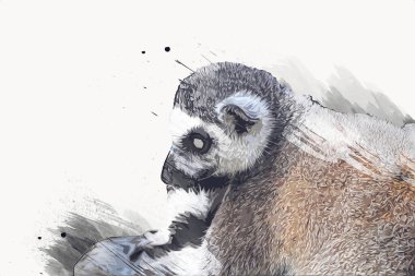 Bir grup dinlenen lemurlar katta, illüstrasyon, çizim, eskiz, antika, antika, antika.