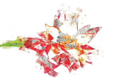 Bir Guzman lingulata çiçeğinin fotoğrafı, illüstrasyon, çizim, çizim, antika, retro, vintage.