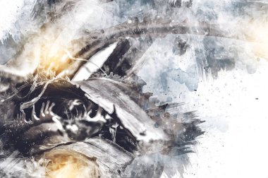 Kraliçe Sago Cycas Palmiye Ağacı 'nın yakın plan resmi, çizimi, eskizi, antika, retro, vintage.