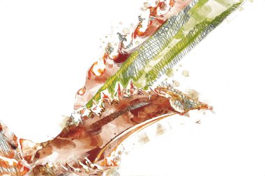 Kraliçe Sago Cycas Palmiye Ağacı 'nın yakın plan resmi, çizimi, eskizi, antika, retro, vintage.