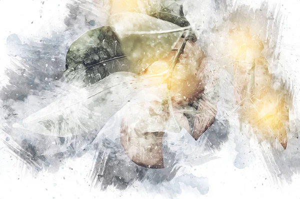 Bahar Festivali 'nde süs bitkisi olarak kullanılan verimli saksı portakalları, illüstrasyon, çizim, eskiz, antika, antika, antika