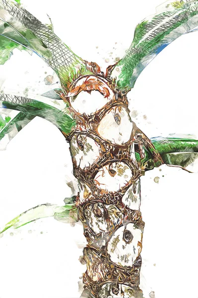 Kalp şeklinde iki renkli Philodendron sabanı nadir bulunan egzotik yağmur ormanları bitkisi eğreltiotu ve tropikal yaprak çeşitleri ile süs bahçesinde, illüstrasyon, çizim, çizim, antika, retro, vintage.