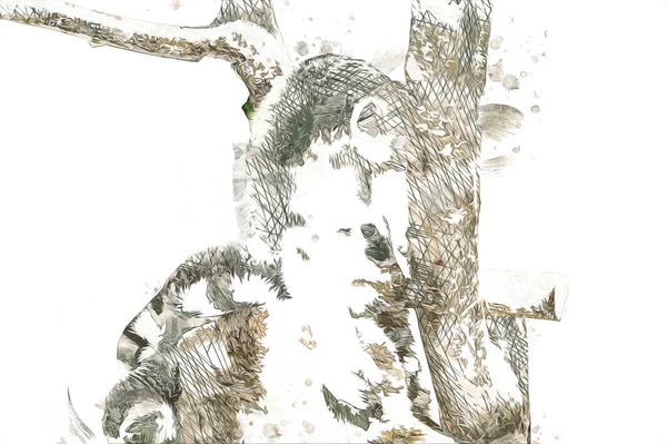 Bir grup dinlenen lemurlar katta, illüstrasyon, çizim, eskiz, antika, antika, antika.