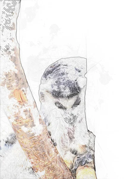 Bir grup dinlenen lemurlar katta, illüstrasyon, çizim, eskiz, antika, antika, antika.