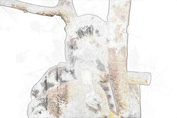 Bir grup dinlenen lemurlar katta, illüstrasyon, çizim, eskiz, antika, antika, antika.