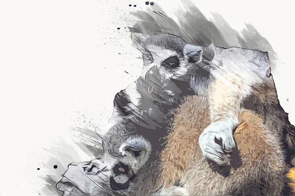 Bir grup dinlenen lemurlar katta, illüstrasyon, çizim, eskiz, antika, antika, antika.