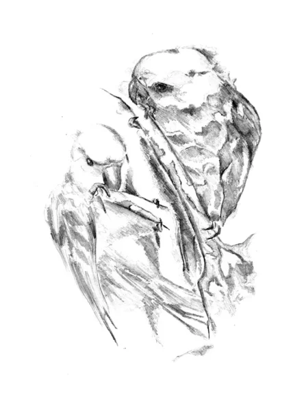 Sanat çizim çizim papağan — Stok fotoğraf