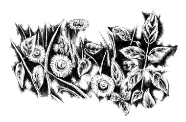 Çiçek Çizim Eskiz sanat