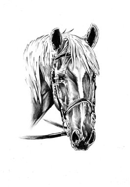 At çizim Eskiz sanat