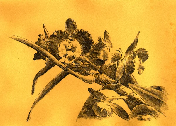 Çiçek Çizim Eskiz sanat — Stok fotoğraf
