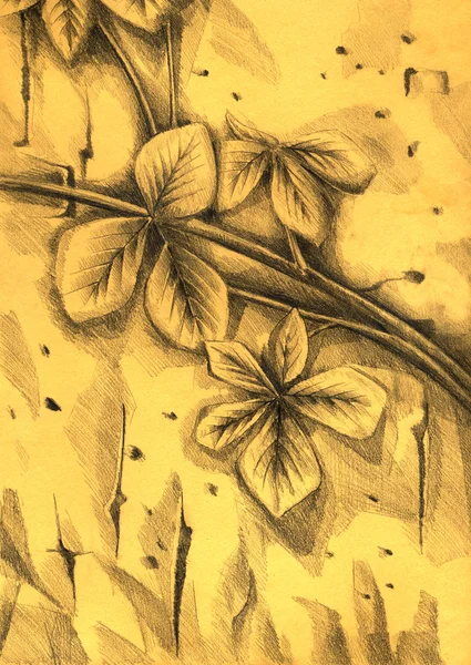 Flower drawing sketch art — Stock Photo, Image