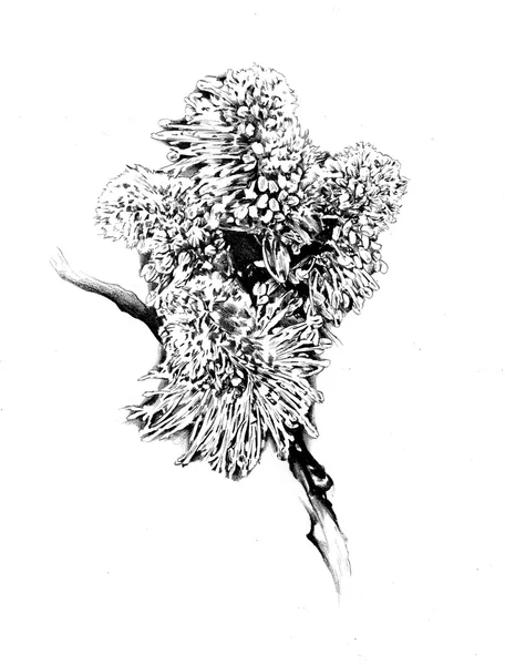Kwiat rysunek szkic sztuka — Zdjęcie stockowe
